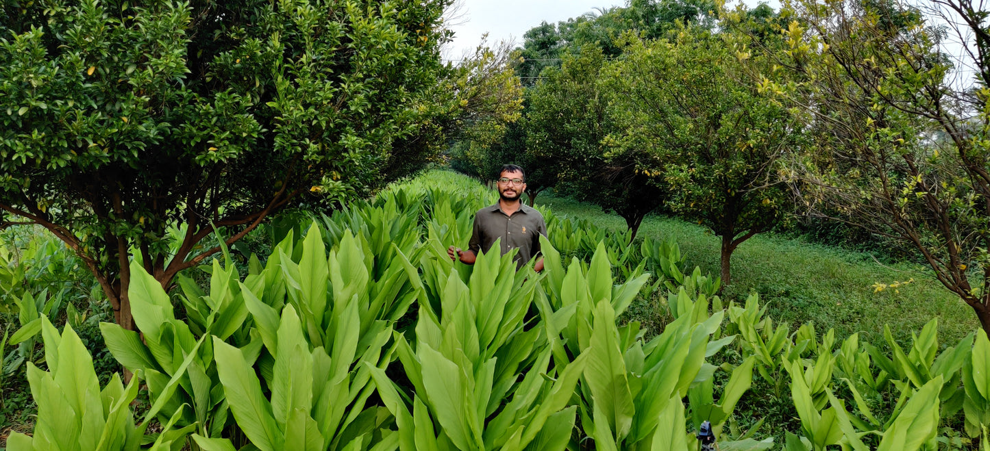 Turmeric