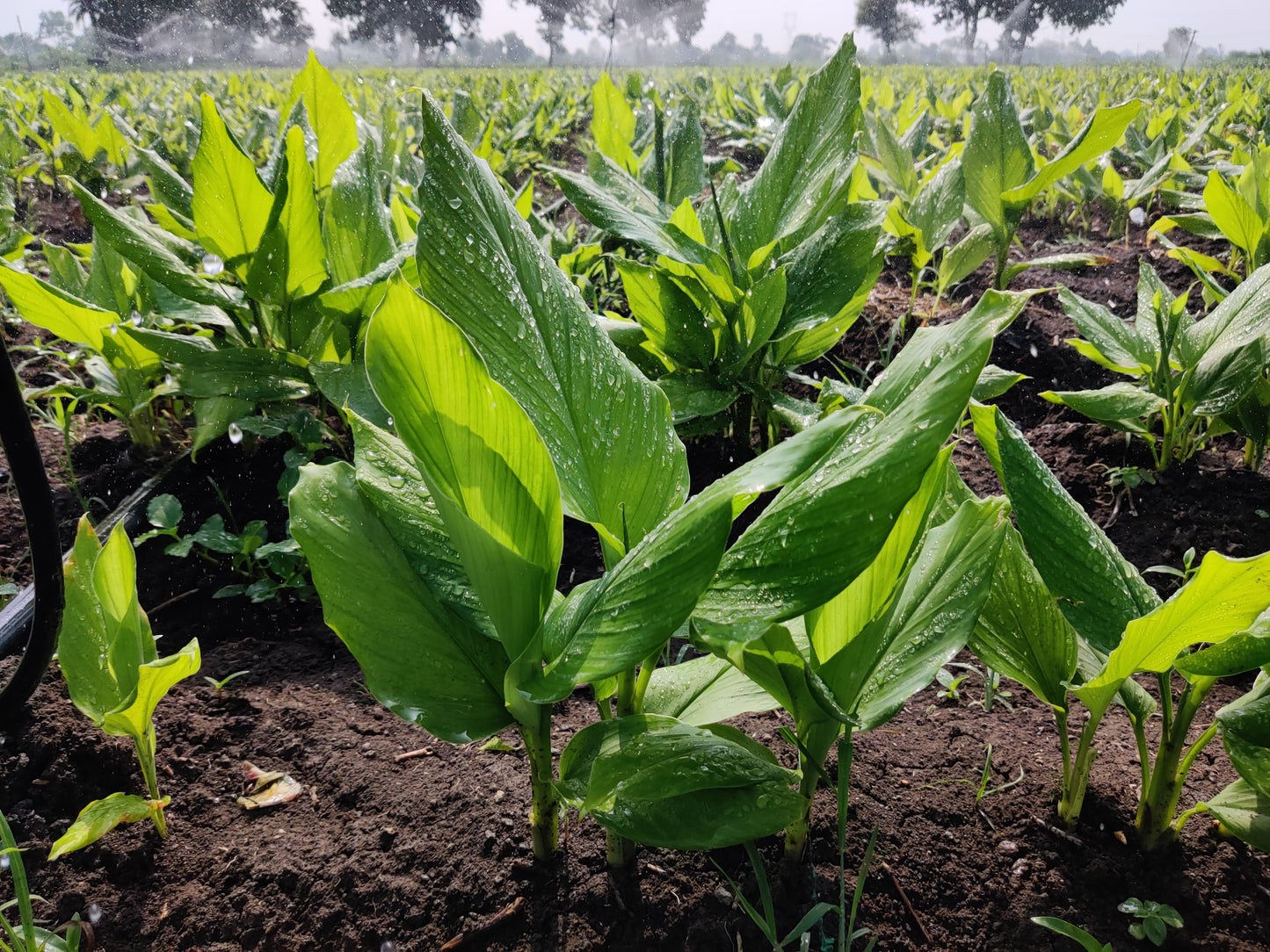 Turmeric