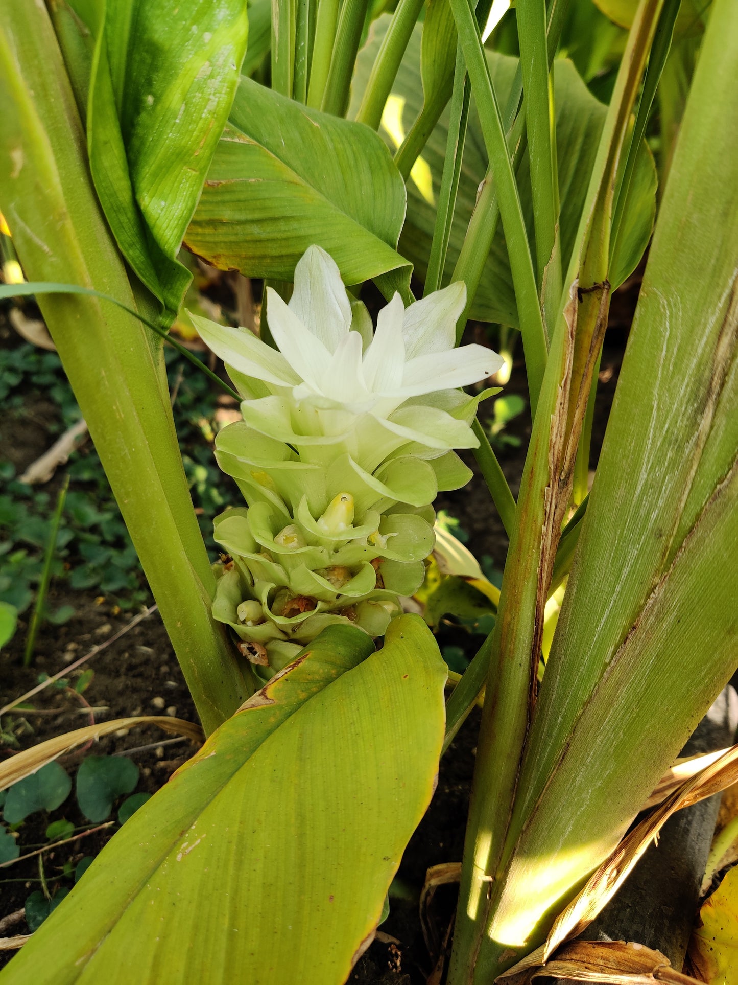 Turmeric