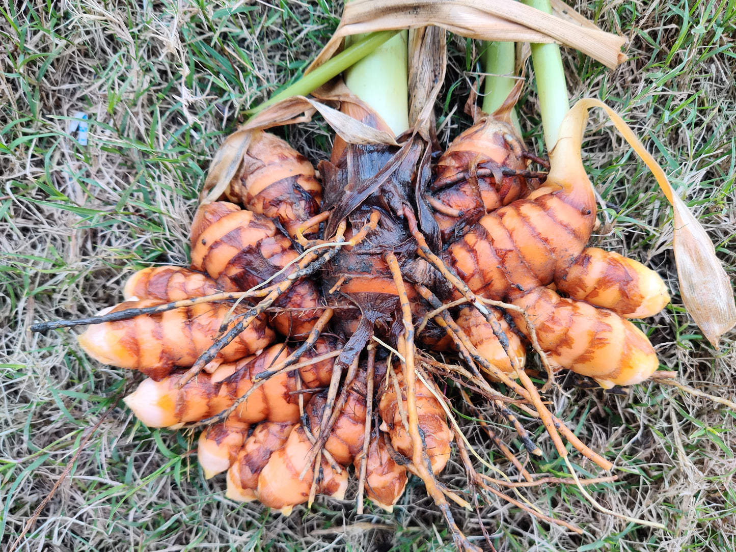 Turmeric
