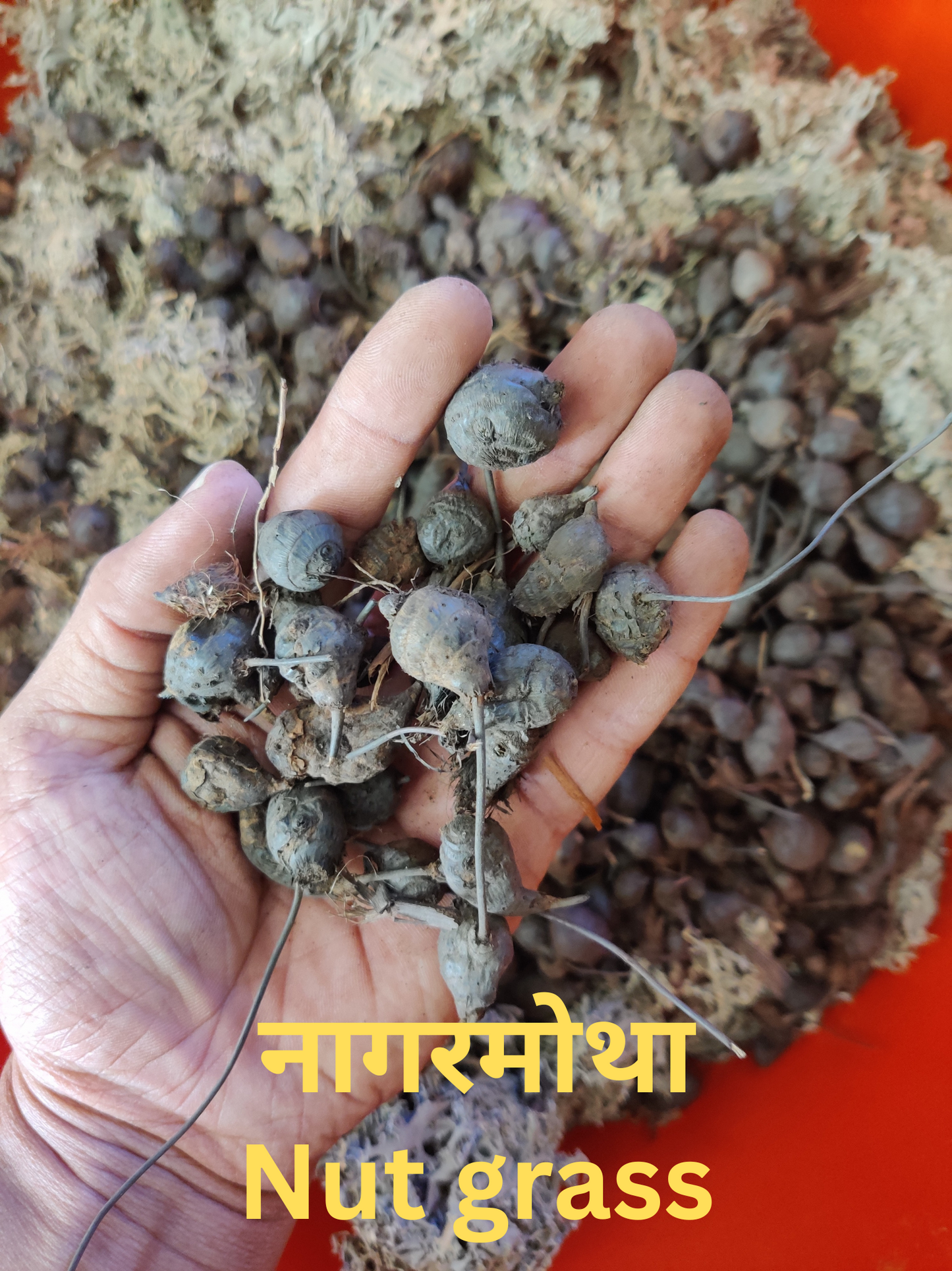 KeshVeda (Hair Wash Powder)