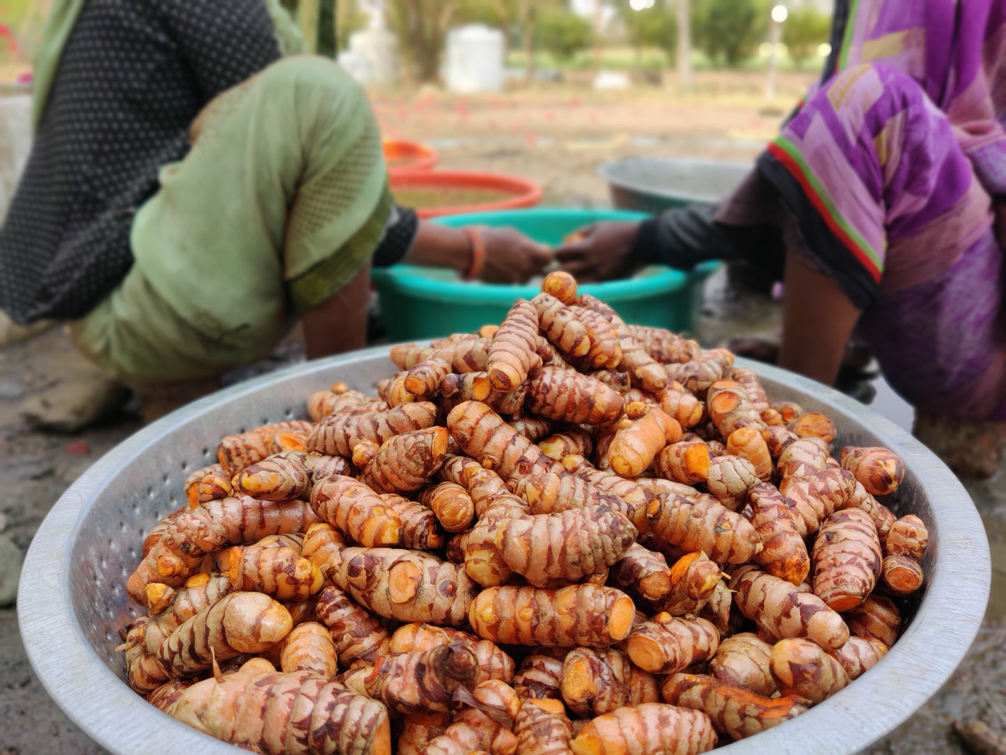 Turmeric