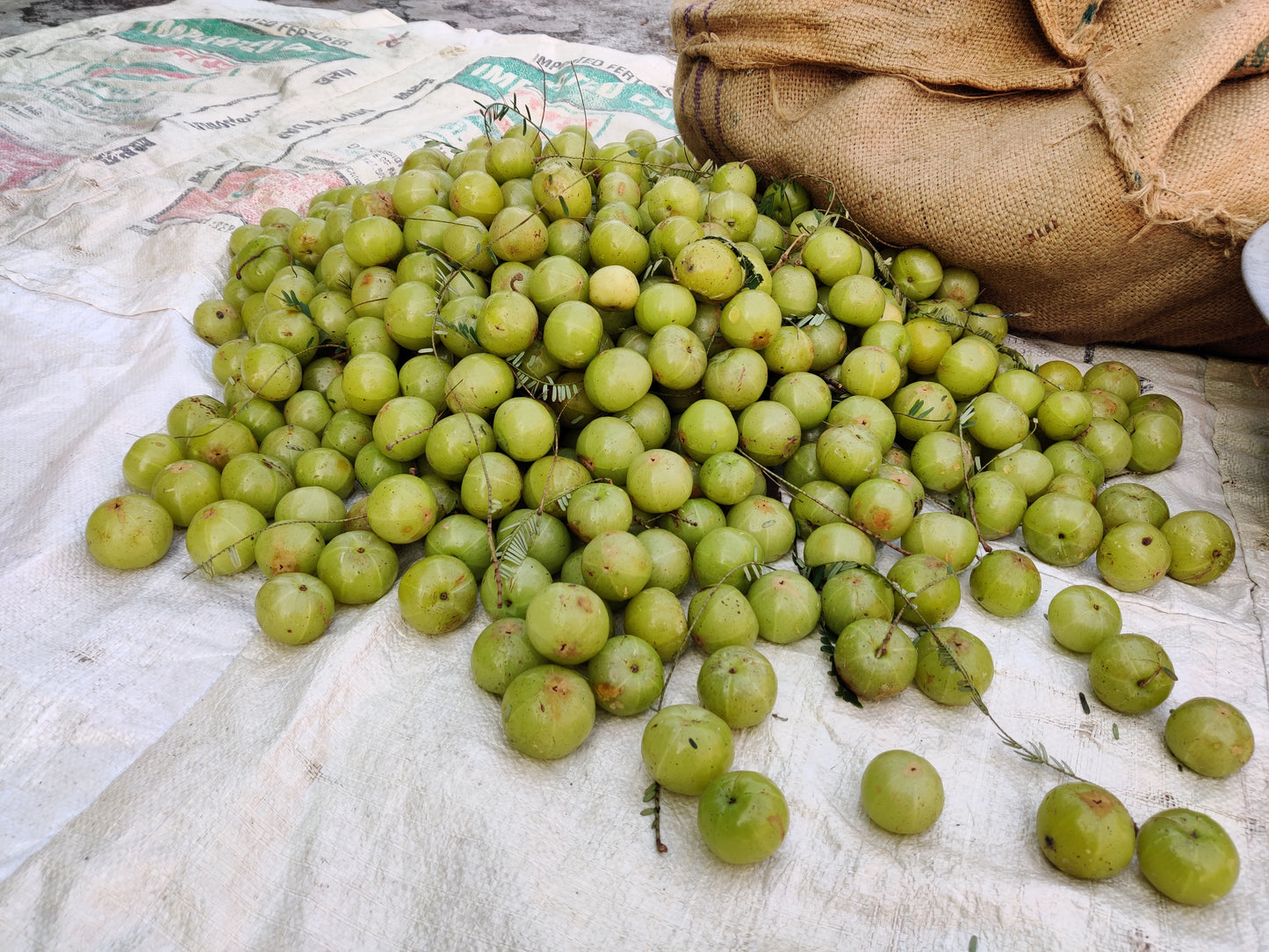 Amla Powder
