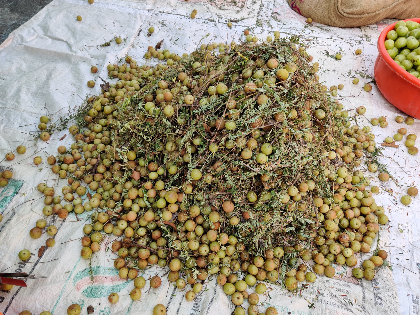 Amla Powder