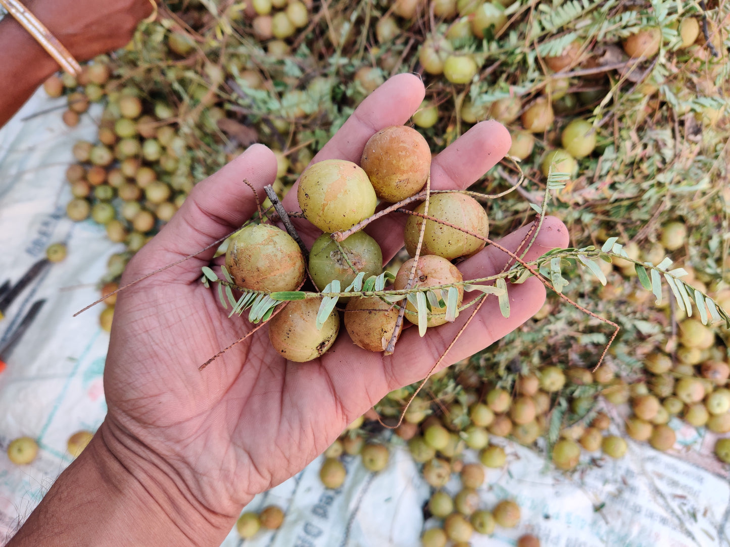 Triphala