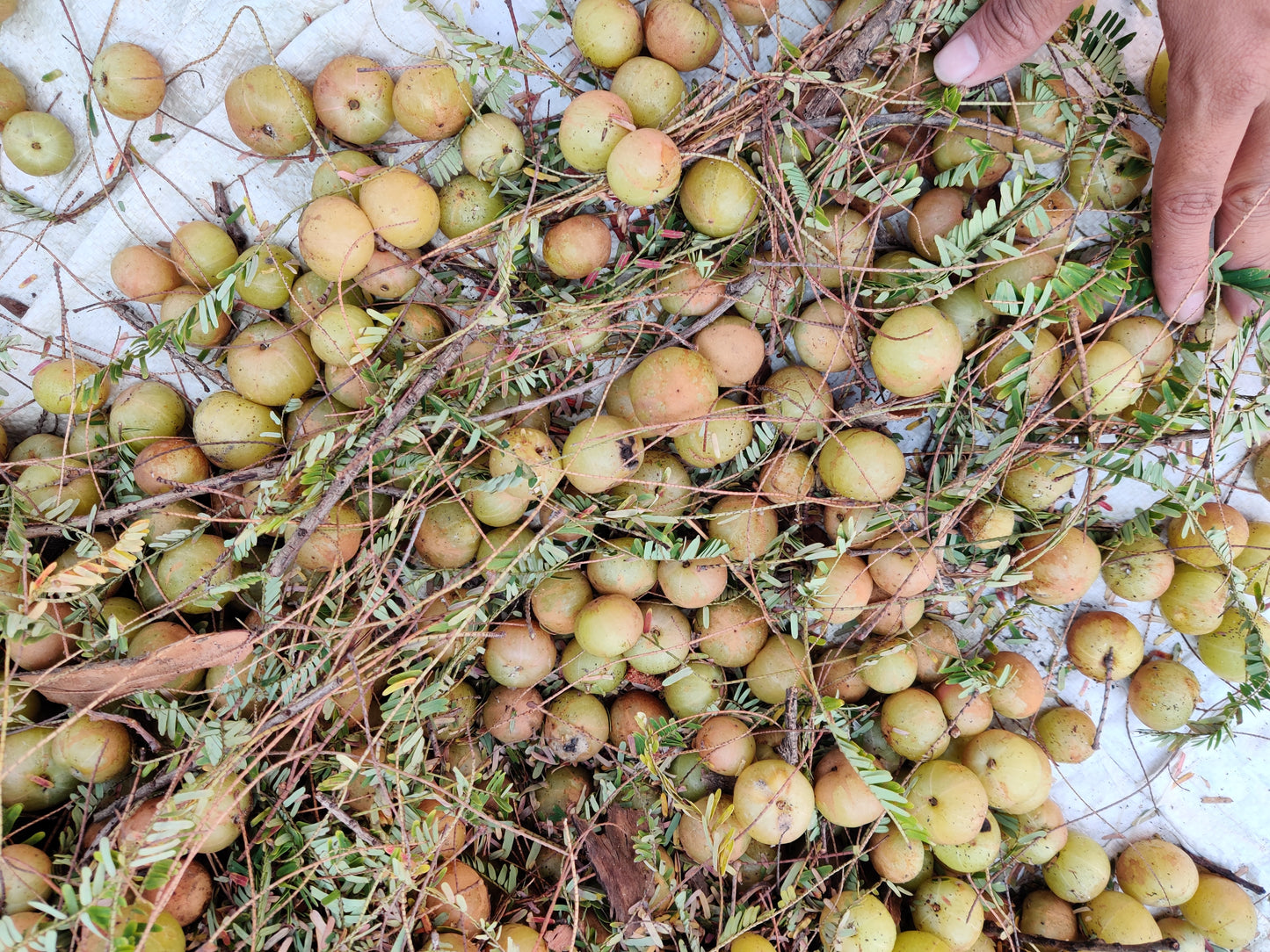 Amla Powder