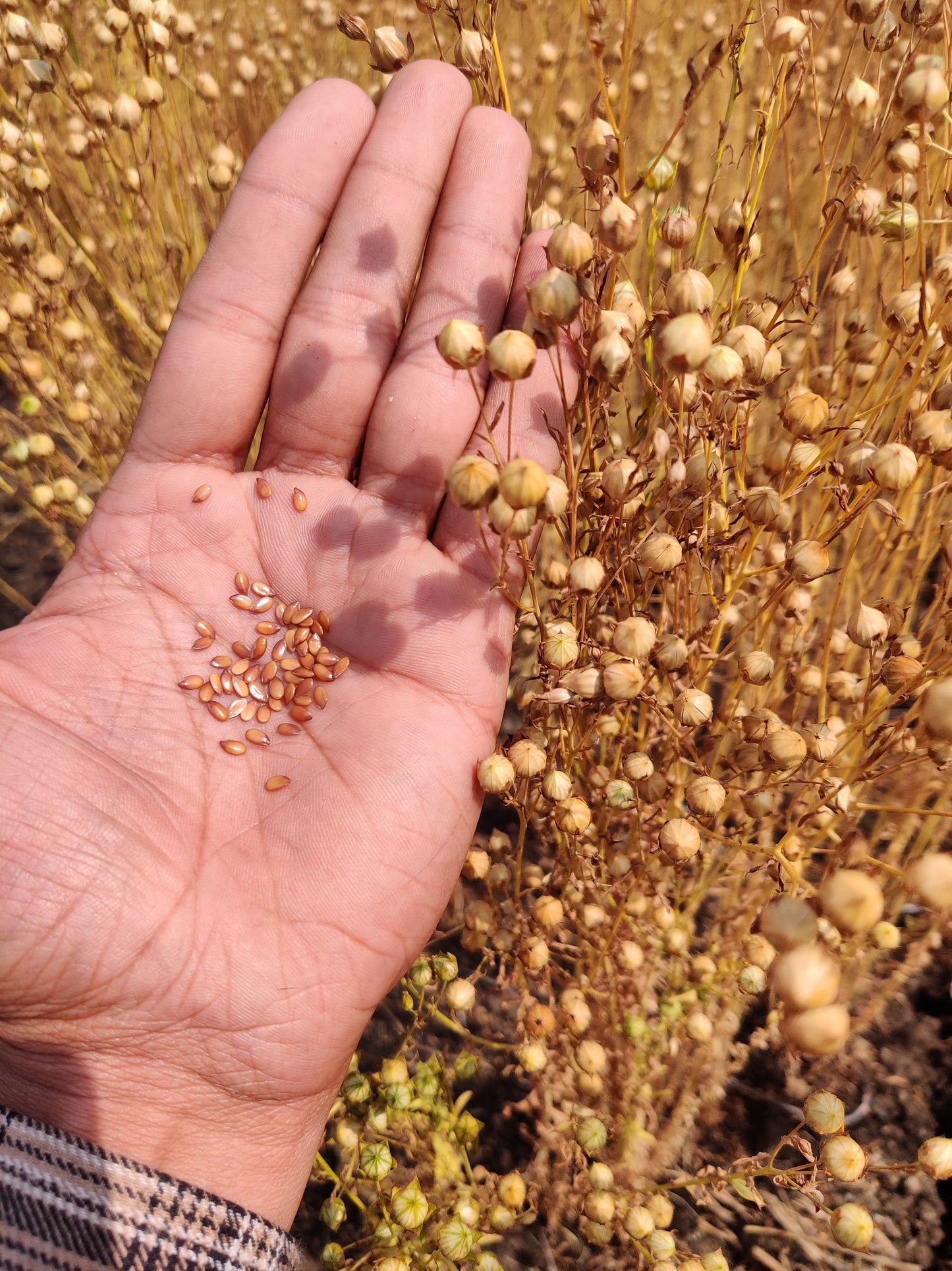 Roasted Flaxseed