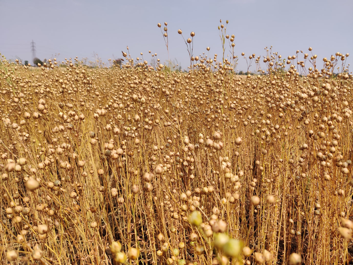 Roasted Flaxseed