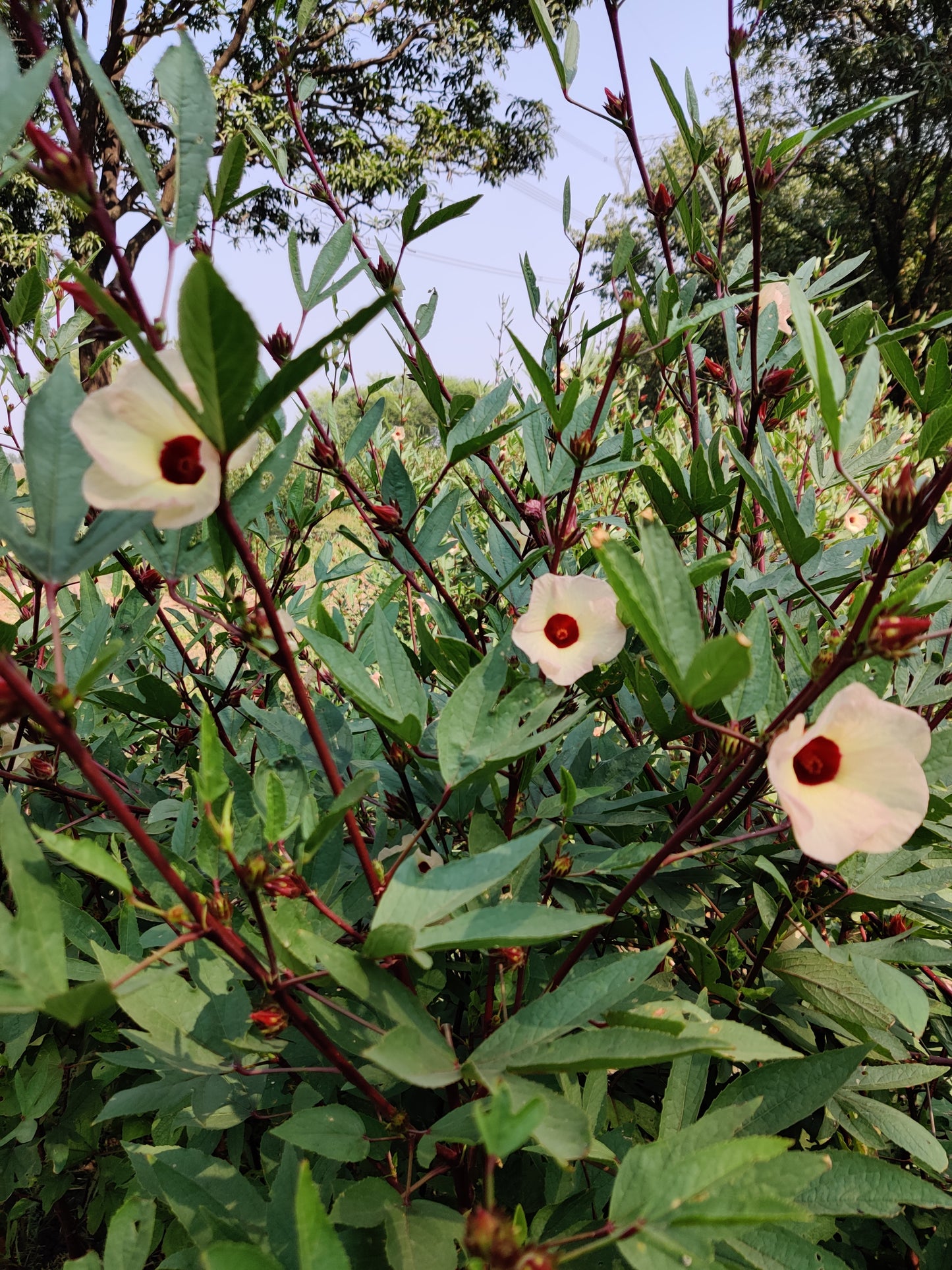Hibiscus Sabdariffa/Roselle (Dried flower)