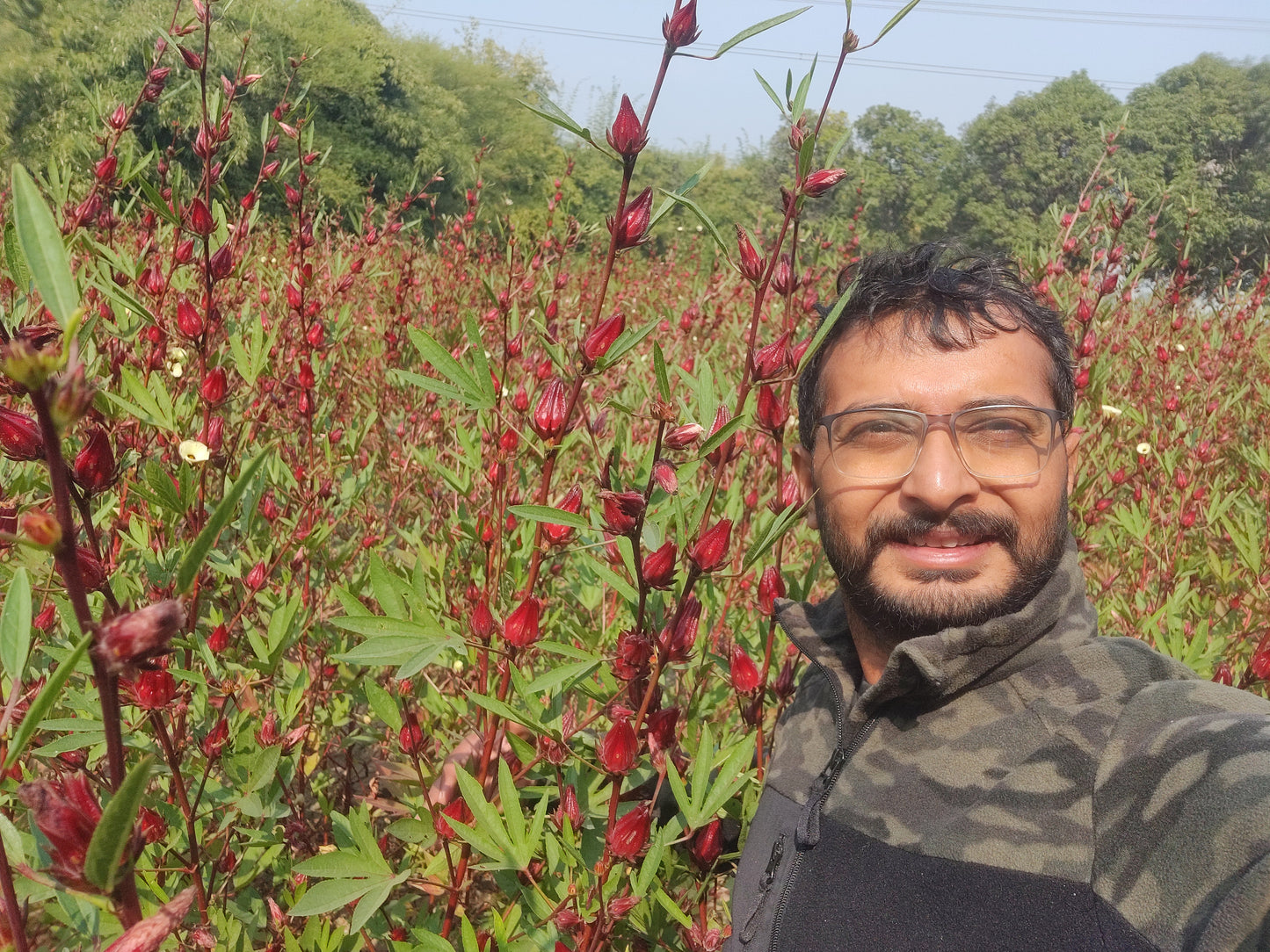 Hibiscus Sabdariffa/Roselle (Dried flower)
