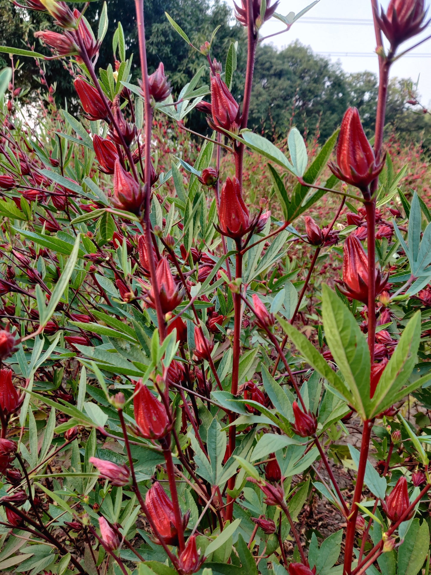 Hibiscus Sabdariffa/Roselle (Dried flower)
