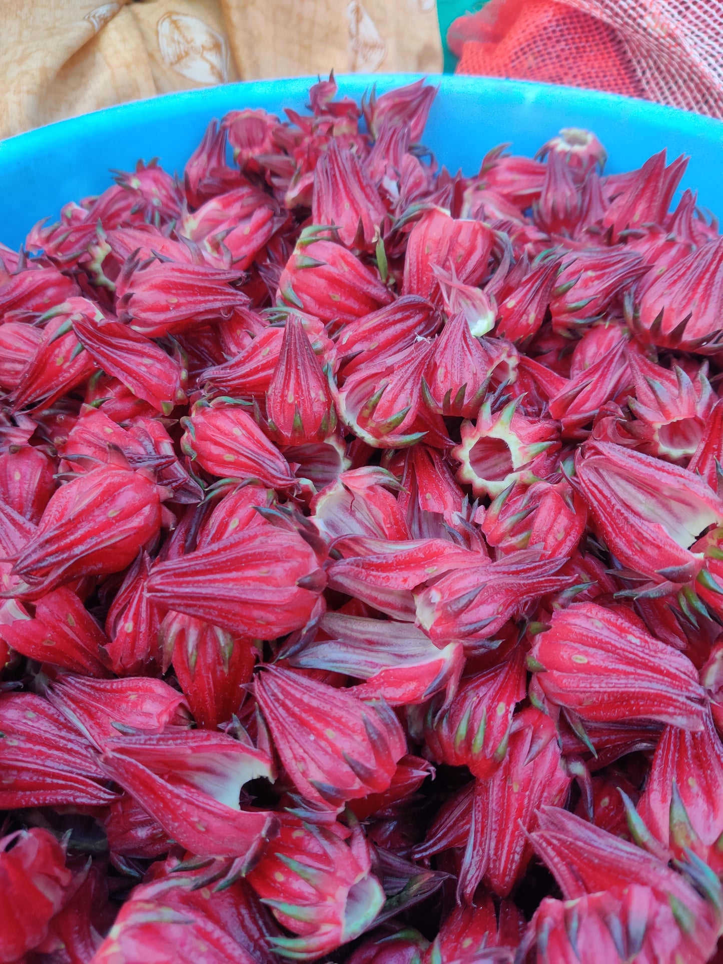 Hibiscus Sabdariffa/Roselle (Dried flower)