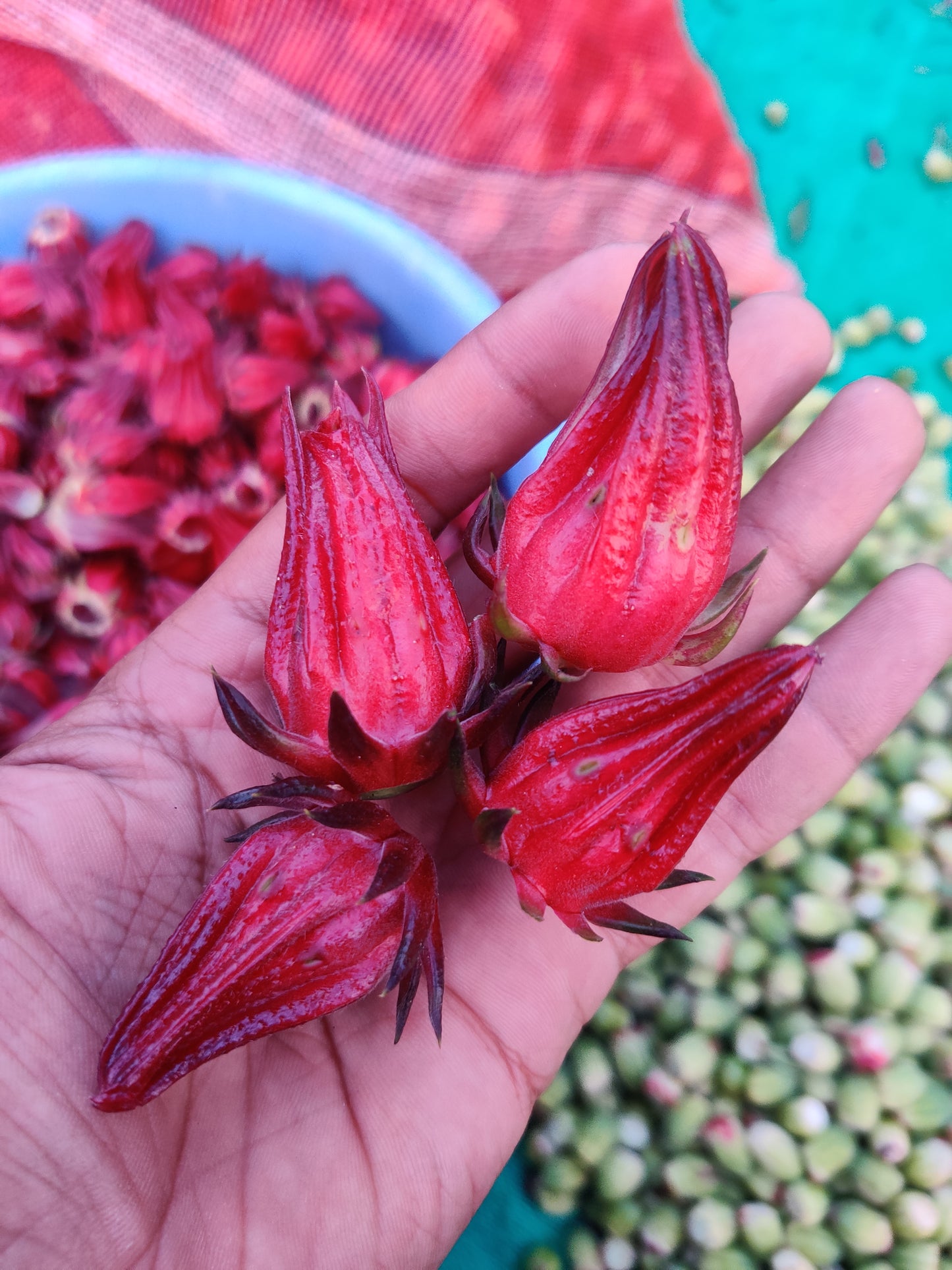Hibiscus Sabdariffa/Roselle (Dried flower)