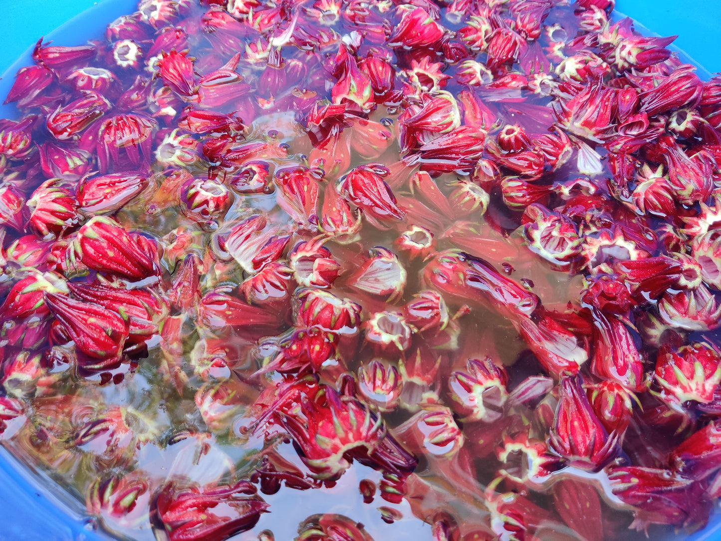 Hibiscus Sabdariffa/Roselle (Dried flower)