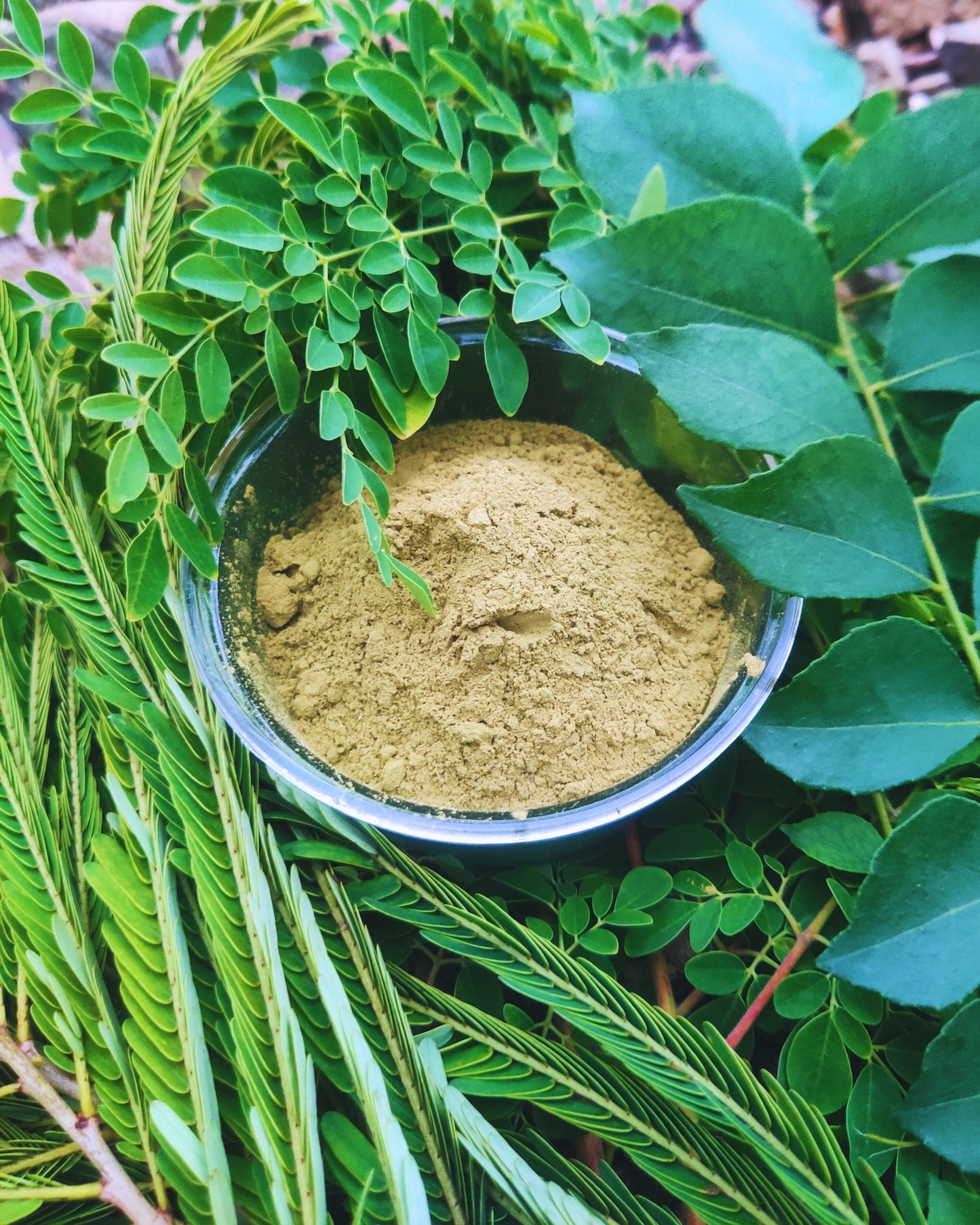 Moringa Plus