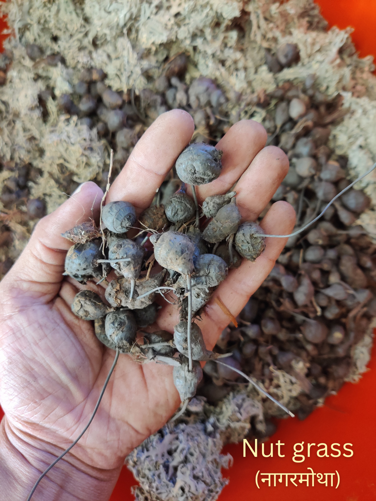 KeshVeda (Hair Wash Powder)