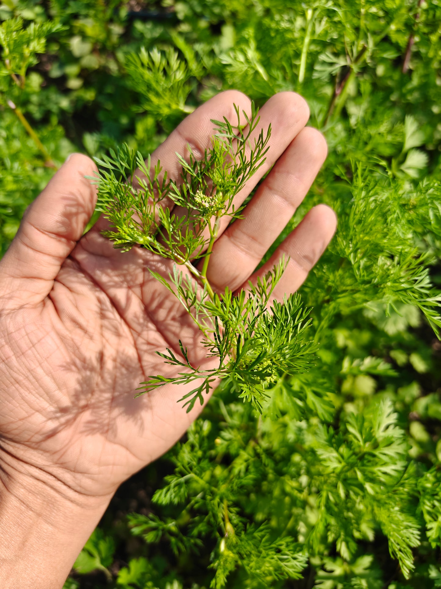 Deshi dhaniya (dhani) / coriander powder