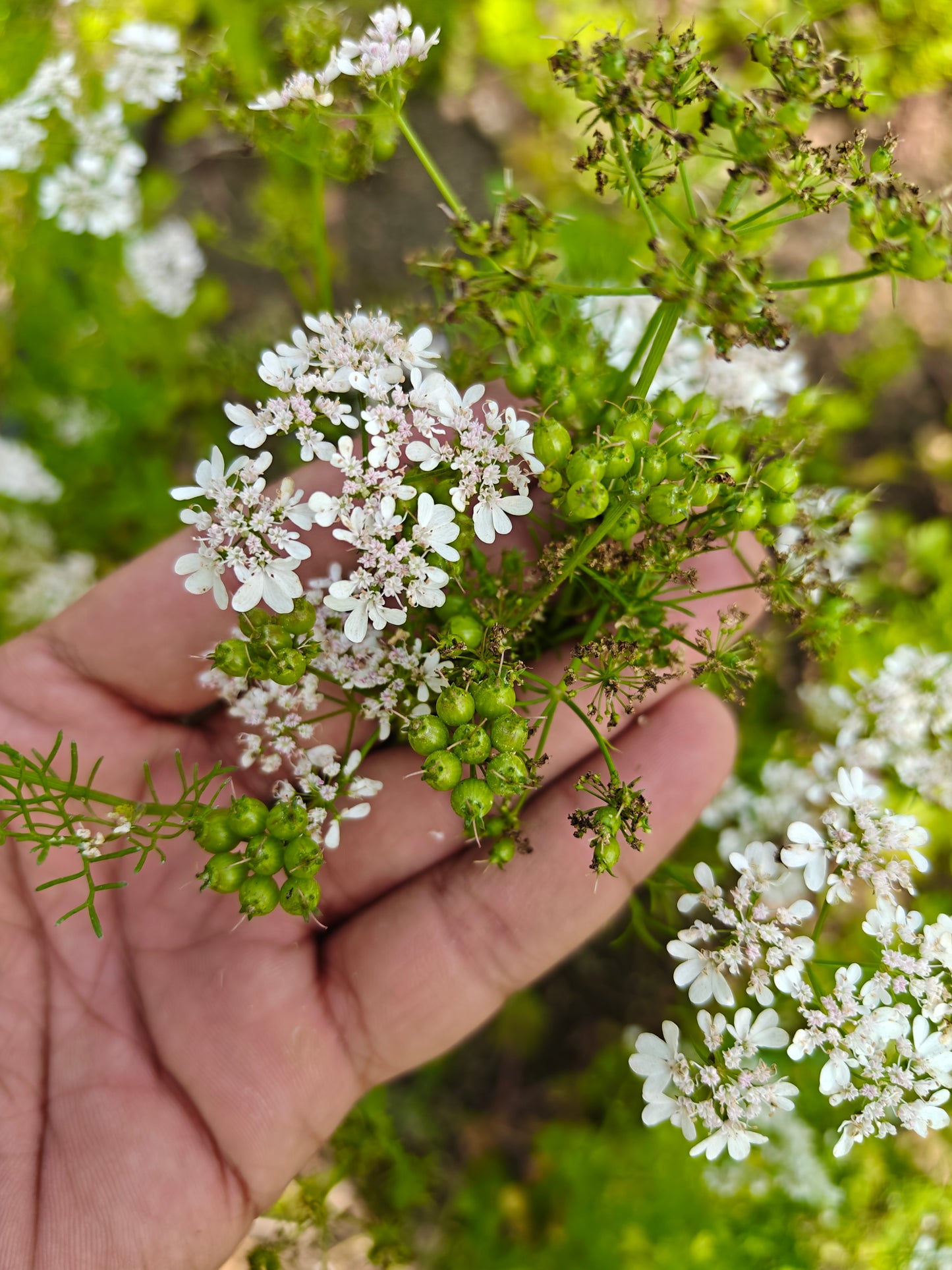 Deshi dhaniya (dhani) / coriander powder