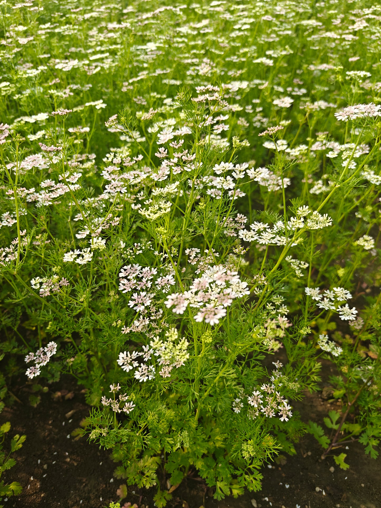 Deshi dhaniya (dhani) / coriander powder