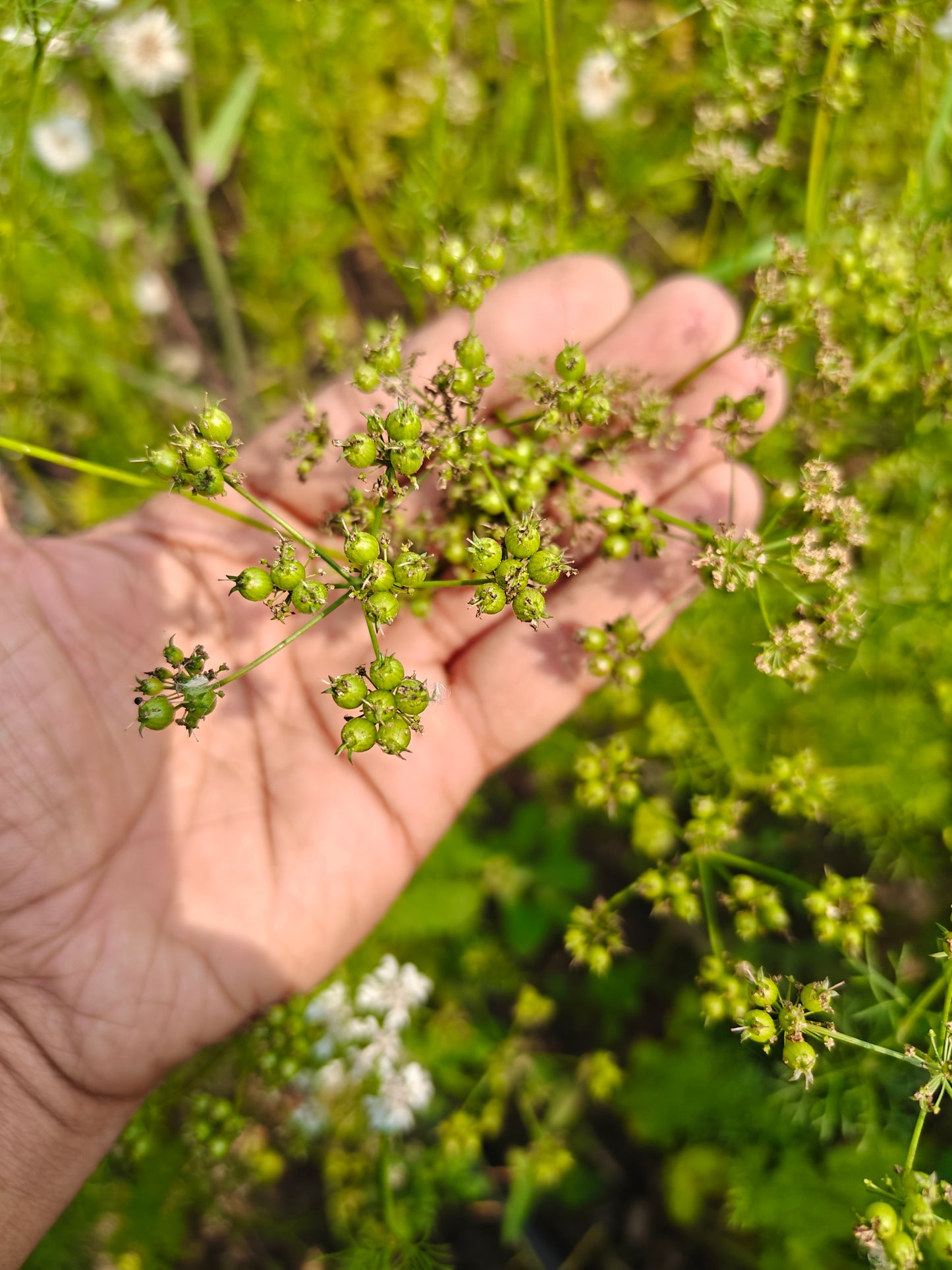 Deshi dhaniya (dhani) / coriander powder