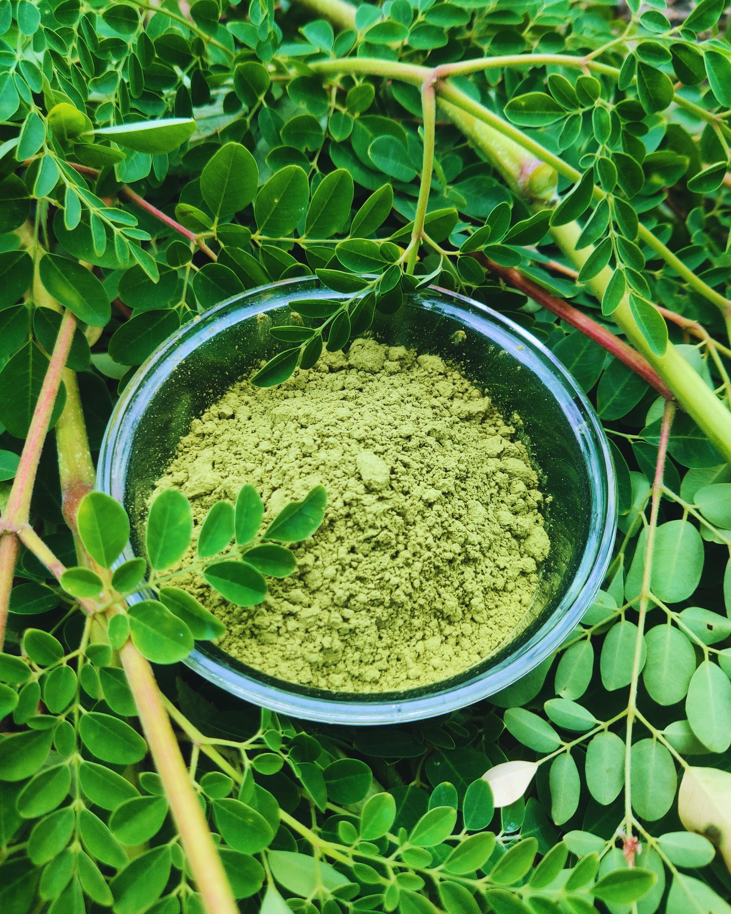 Moringa Powder